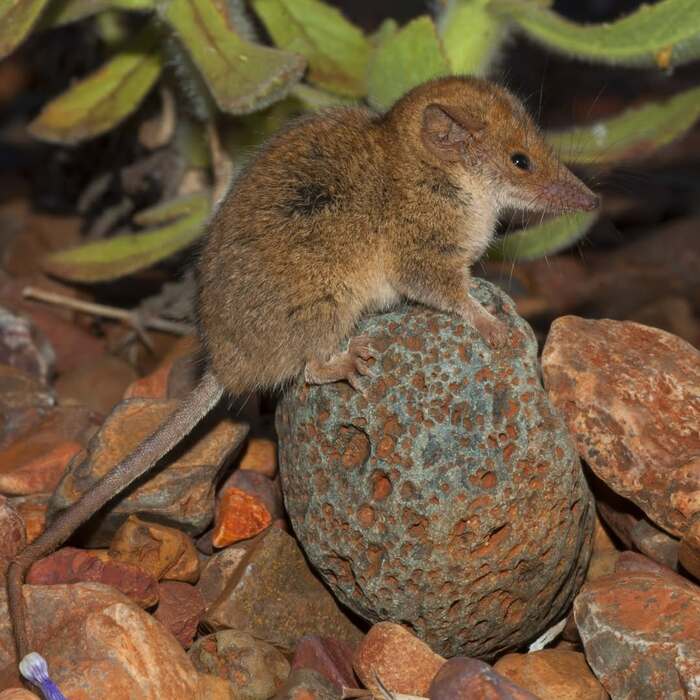 Planigale kendricki.