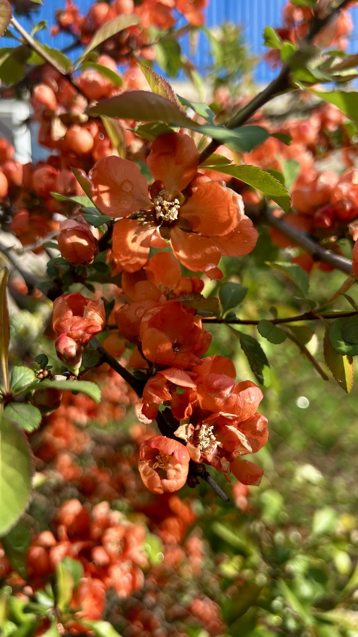 Цветущий май