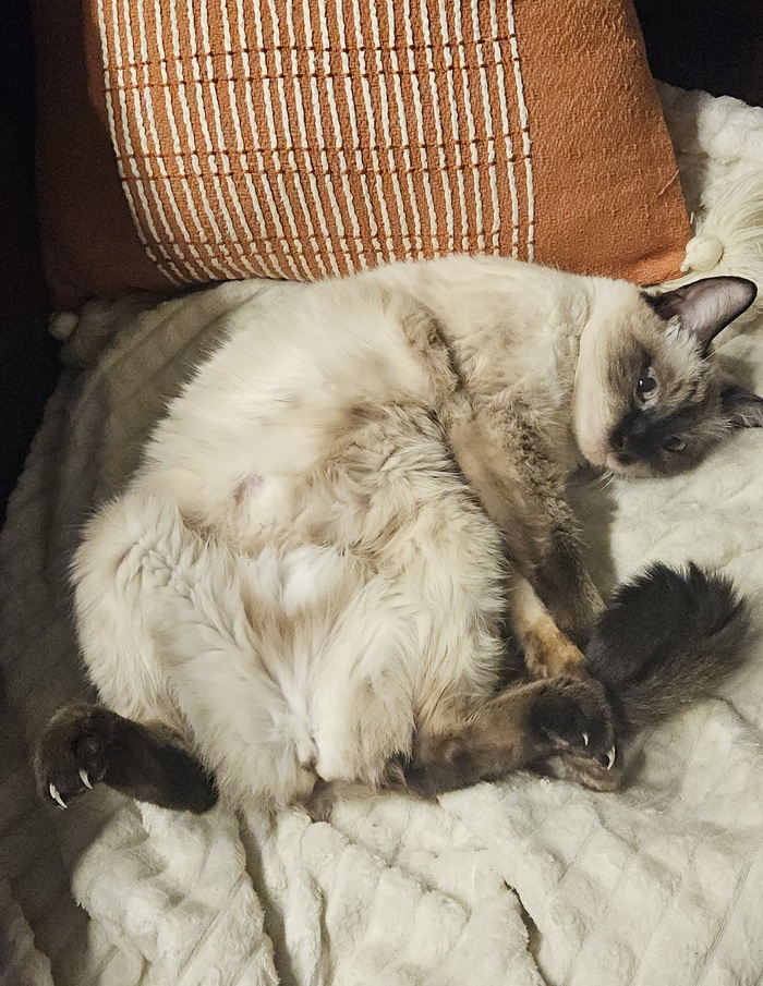 Нет кота не пикабушник! А если это кошка