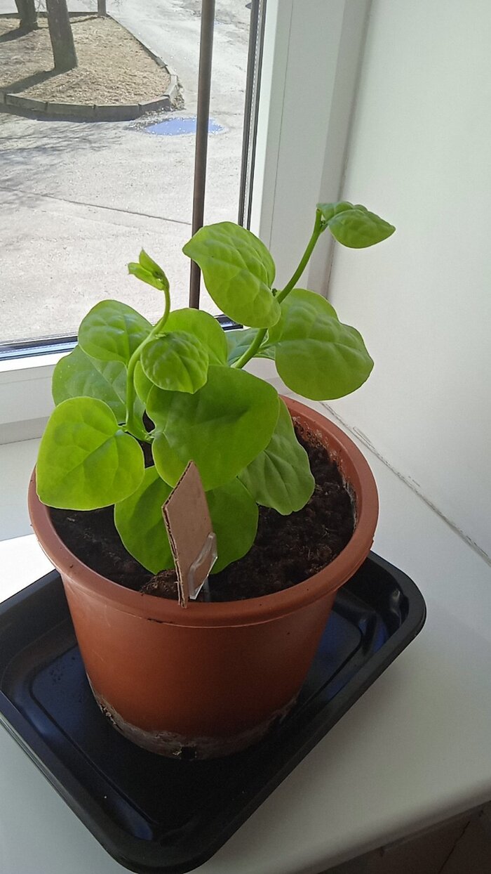 Выращиваю уже 10 лет,в этом году пережил зиму и два лета и даже дал семена.Внуку нравится-как у него сопли,,бежит лист резать и всё сразу проходит