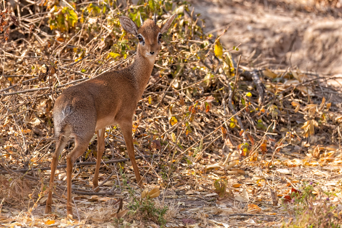 -,     .  (), 2024.  :  .