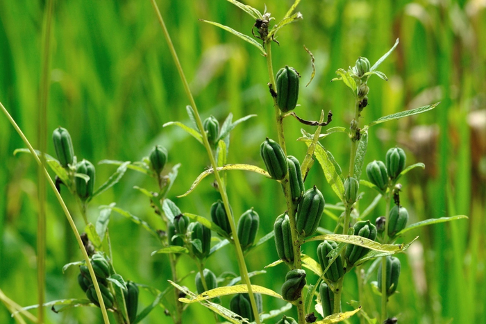 Коробочки, которые пока не лопнули.