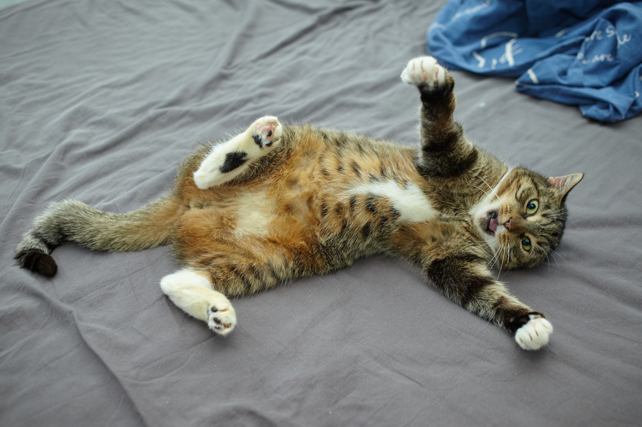 Очень фотогиничная кошка ищет дом - В добрые руки, Бездомные животные, Лига Добра, Передержка, Потеряшка, Москва, Длиннопост, Кот