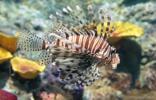 Красивая, но вредная крылатка