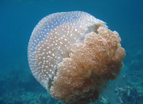 Медуза: выглядит красиво