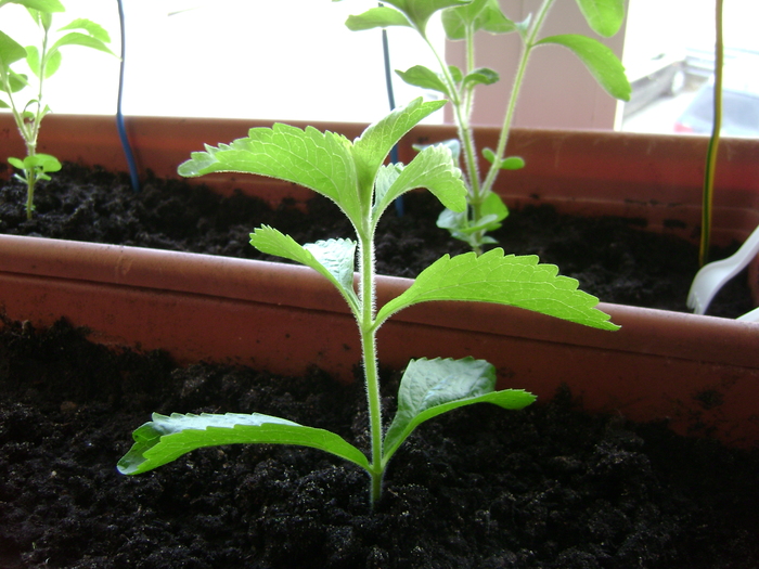 Пересадка в ящики.