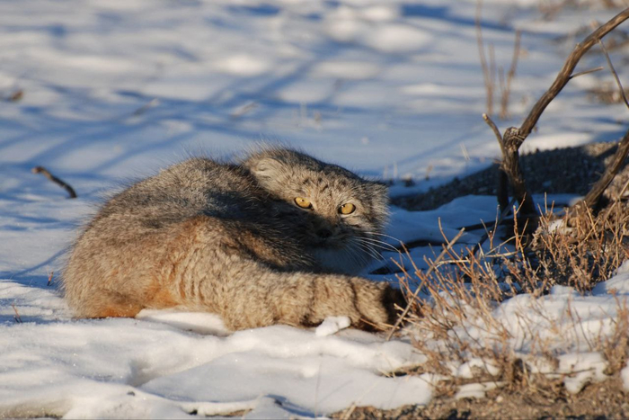 Манул в монгольской степи