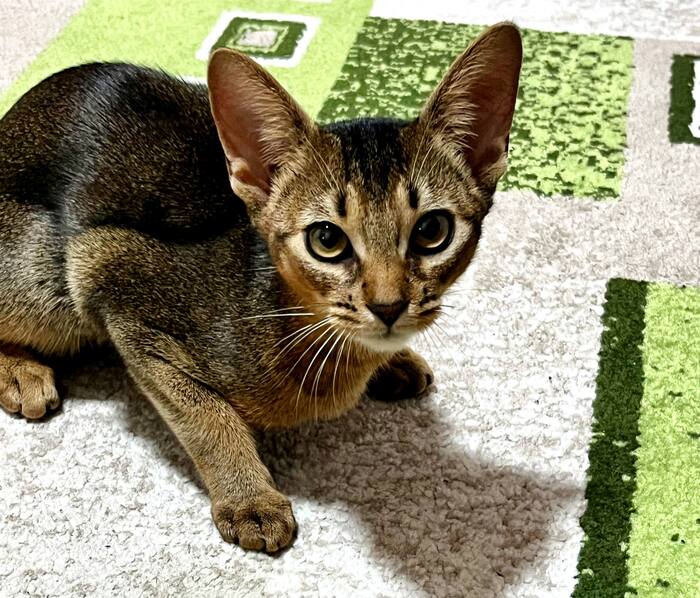 Дрожь, апатия и отказ от игр: 12 сезонных сигналов абиссинца, которые нельзя игнорировать