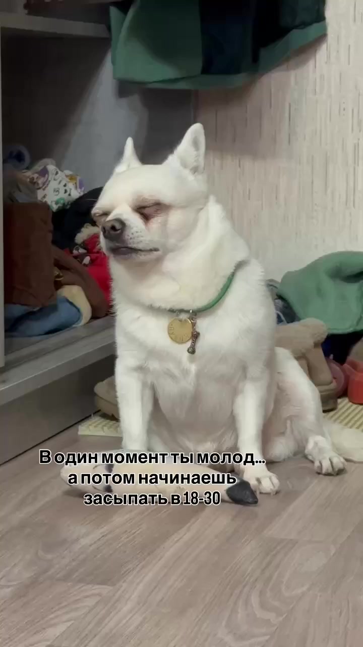 Ой... - Моё, Собака, Милота, Юмор, Короткие видео, Вертикальное видео, Видео