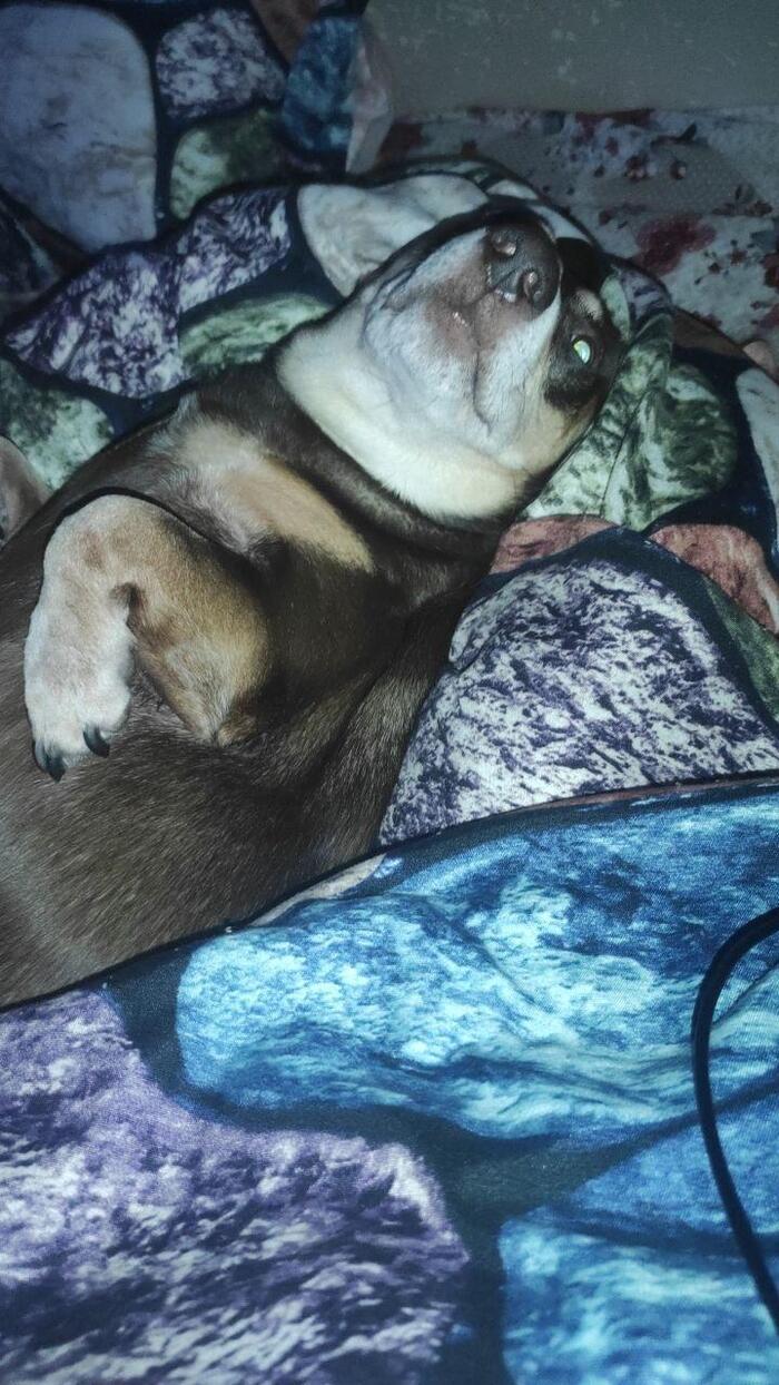 Делает вид, будто не ел какашки и не нюхал собачьи попы 5 минут назад на улице