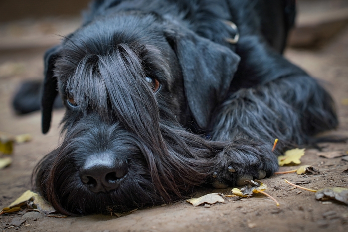 Ответ на пост «Довольная собака»