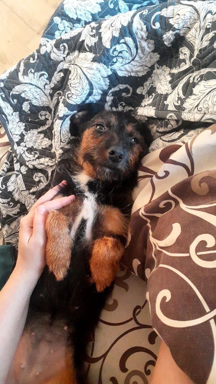 Забитое зашуганное существо из какого-то черного приюта-разведения) освоилась и вполне комфортно спит брюшком кверху)