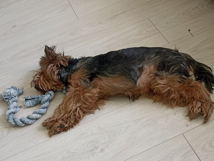 Довольная собака