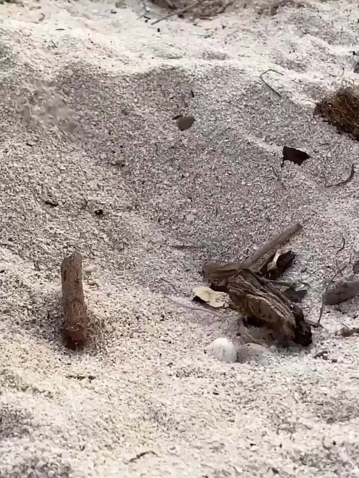 Чудо жизни! - Серия Моря и их обитатели Реддит Ютюб, Reddit, Морские обитатели, Черепаха, Видео, Вертикальное видео, Короткие видео