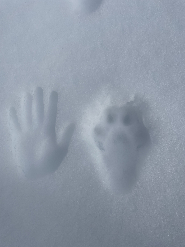 Отпечаток лапы канадской рыси и человеческой руки. Почувствуйте разницу.