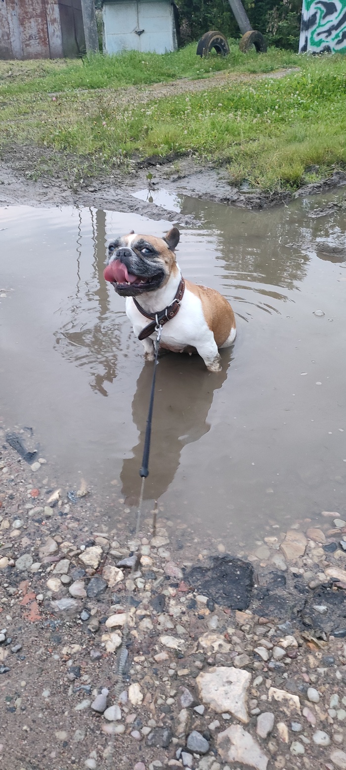Ответ на пост «Довольная собака»