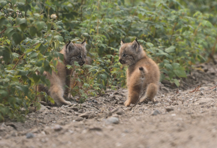 Малышарики на выгуле. Рискуют жизнью, между прочим!