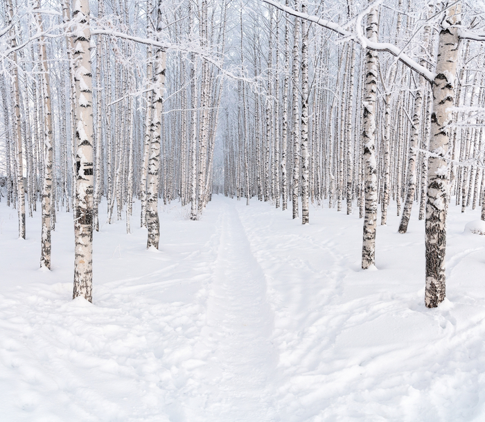 Зимой в березовой роще