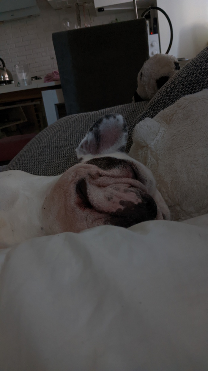 Ответ на пост «Довольная собака»