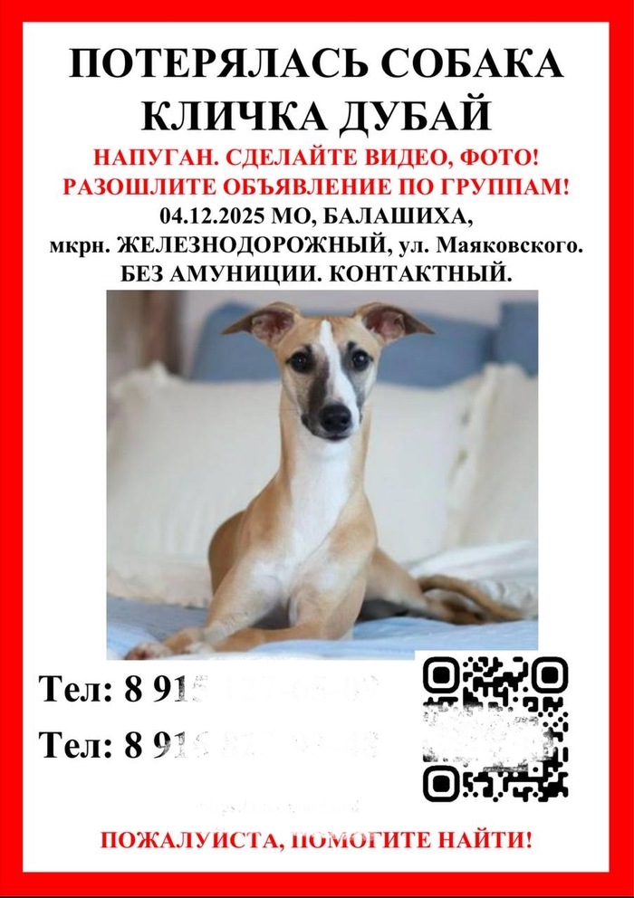 Порода — Уиппетт, с шикарной родословной