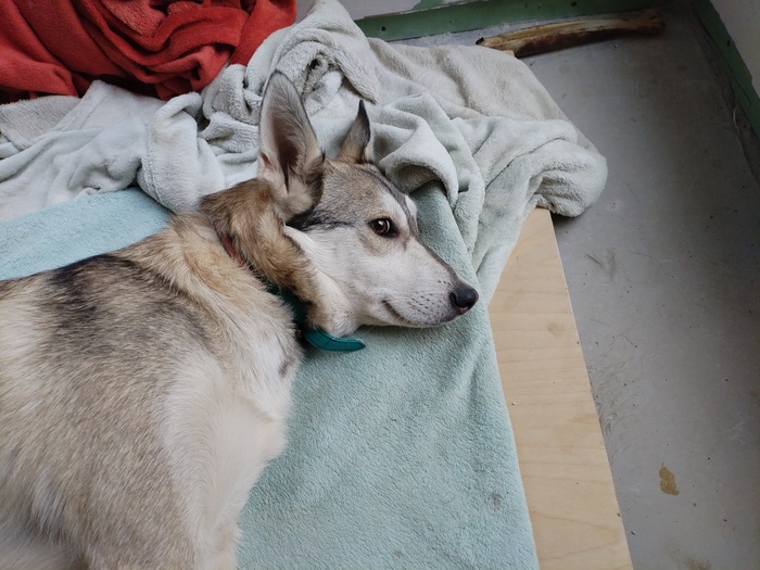 Ответ на пост «Довольная собака»