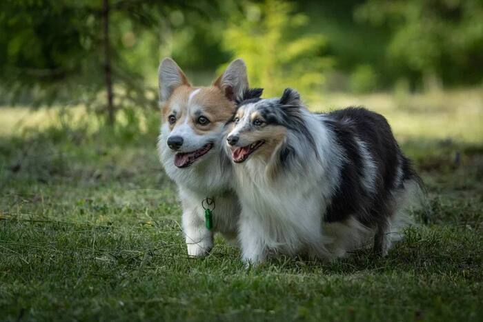 Ответ на пост «Довольная собака»