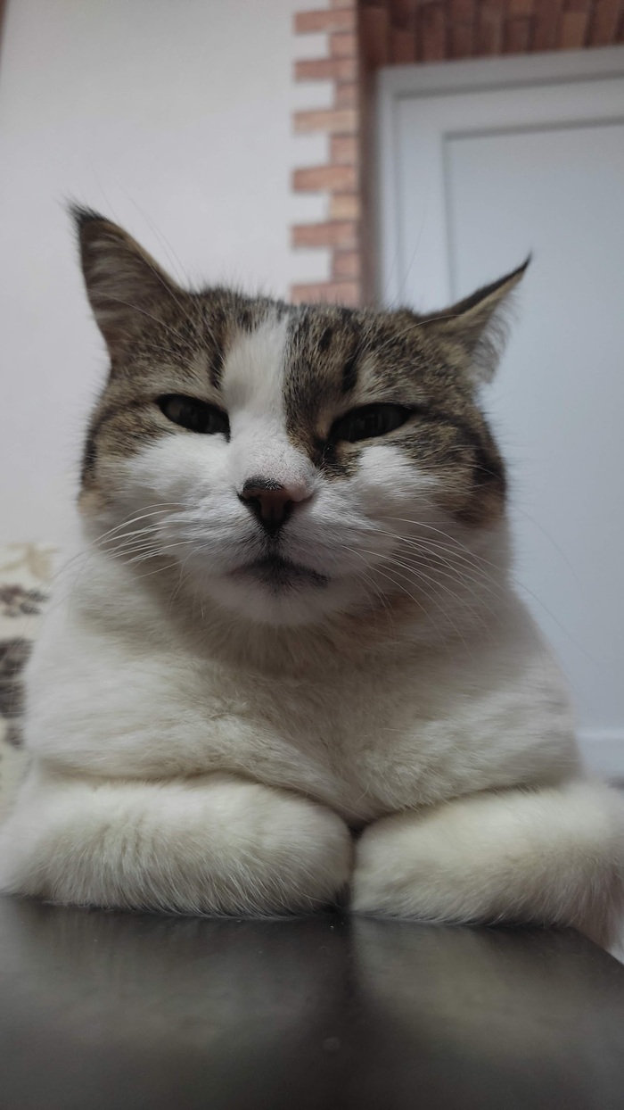 Довольные собаки это понятно, а как насчёт недовольных котов?