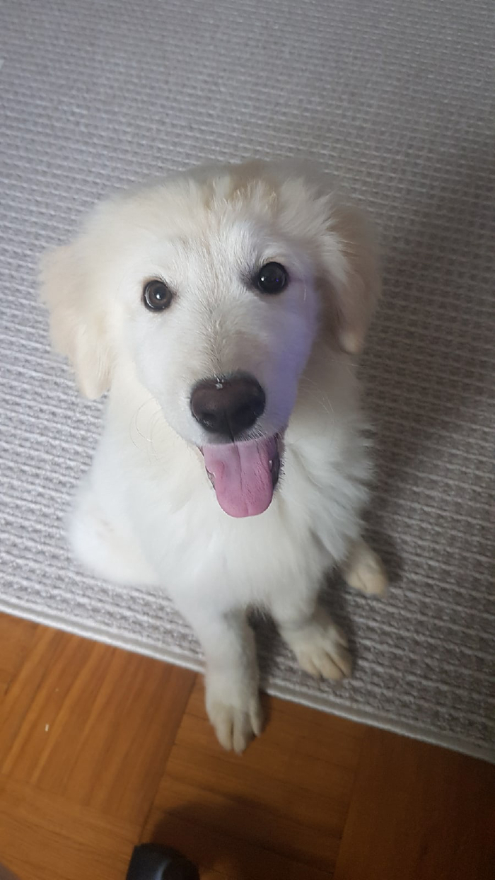 Когда рад просто потому что еще маленький щенок