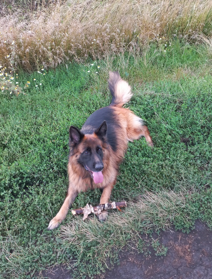 Зовут Саяна, в честь горного хребта, красивейших мест.