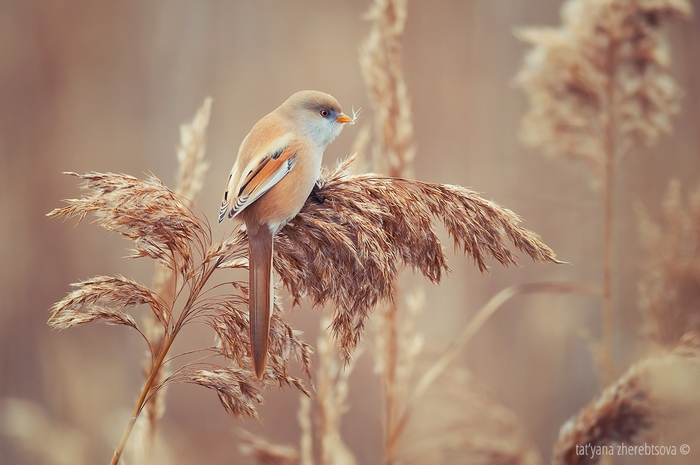 Усатая синица