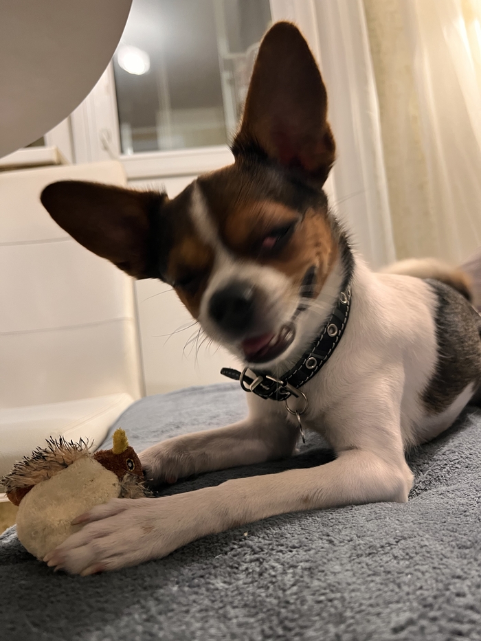 Ответ atomicledokol в «Довольная собака»