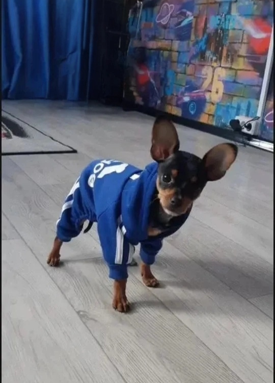 Ответ на пост «Довольная собака»