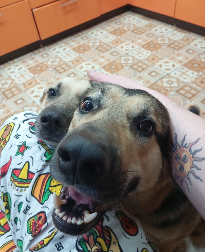 На волне довольных пёселей