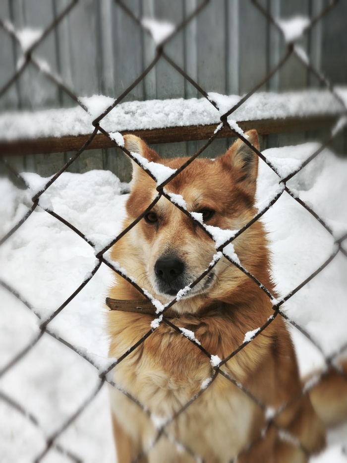 Ответ на пост «Довольная собака»