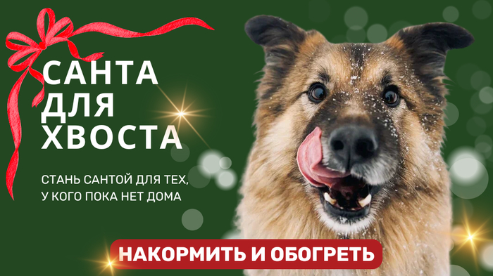 Стань «Сантой для хвоста» и подари тепло тем, у кого нет дома!