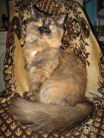 Люся. Ей примерно двадцать наших человеческих лет. Была выкрана котенком из конторы где её били