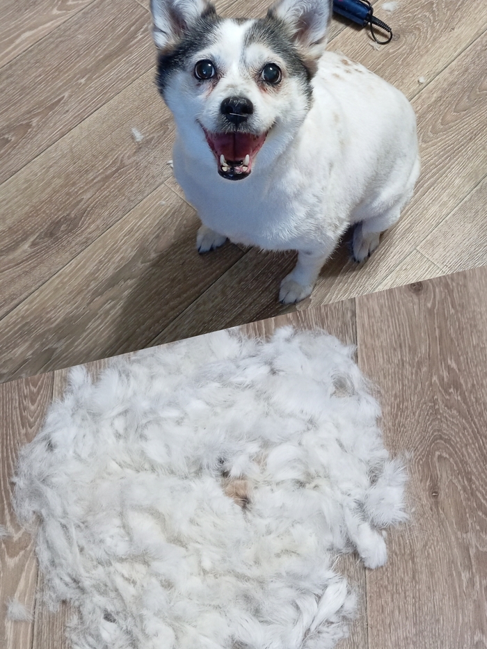 Ответ на пост «Довольная собака»