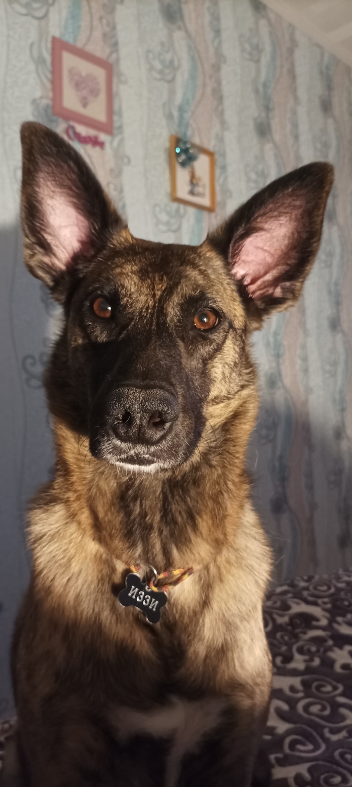 Серьезная собака