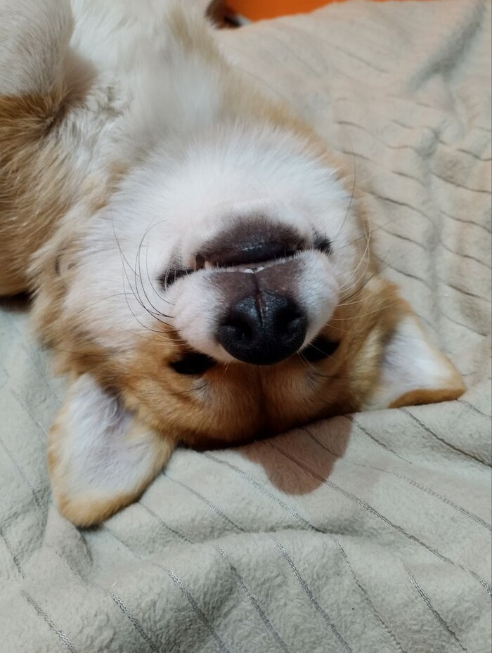 Ответ на пост «Довольная собака»