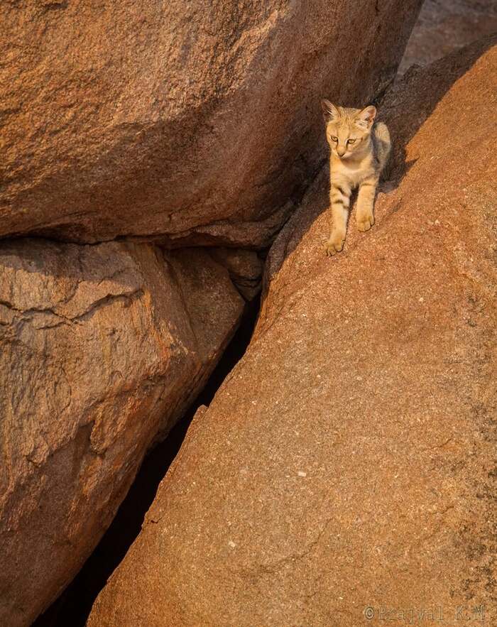 Камышовый котёнок исследует окрестности логова