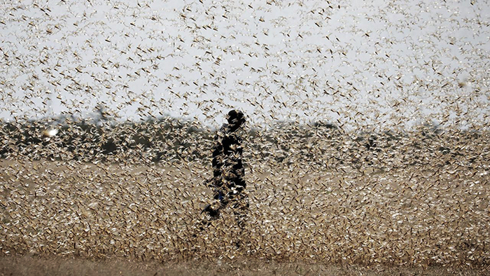 Стая саранчи