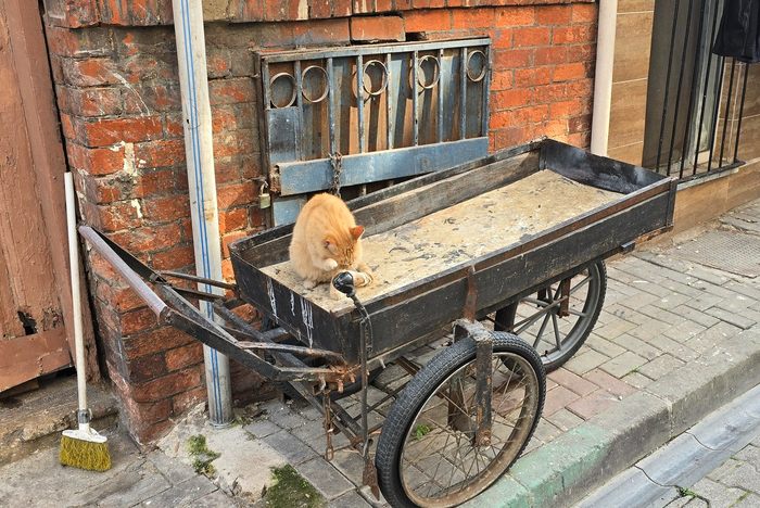 Но не у всех хватает средств на современный транспорт ... Хотя вполне возможно, у этого котика есть человек-извозчик, что тоже неплохо.