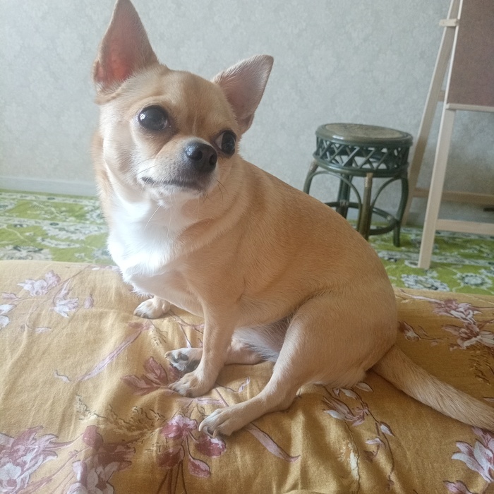 90 процентов времени моя Чепуха довольна и расслаблена))