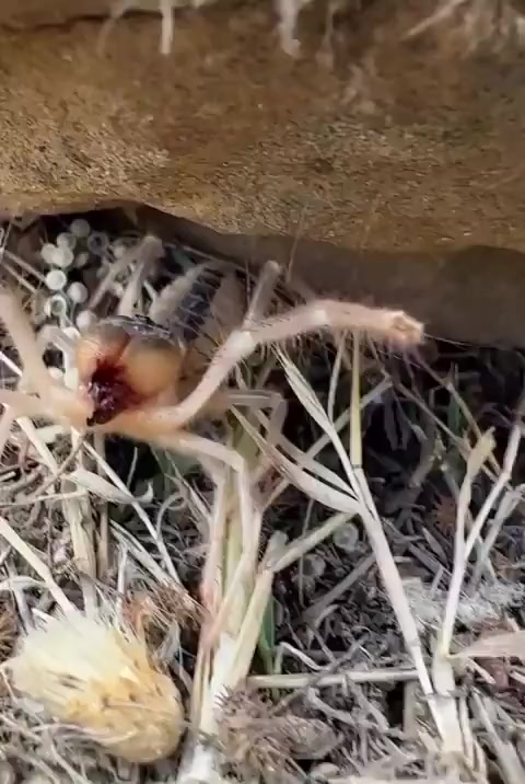 А вы знали, что верблюжьи пауки (сольпуги) пищат, когда нервничают? - Reddit, Перевод, Паук, Писк, Видео, Вертикальное видео, Короткие видео