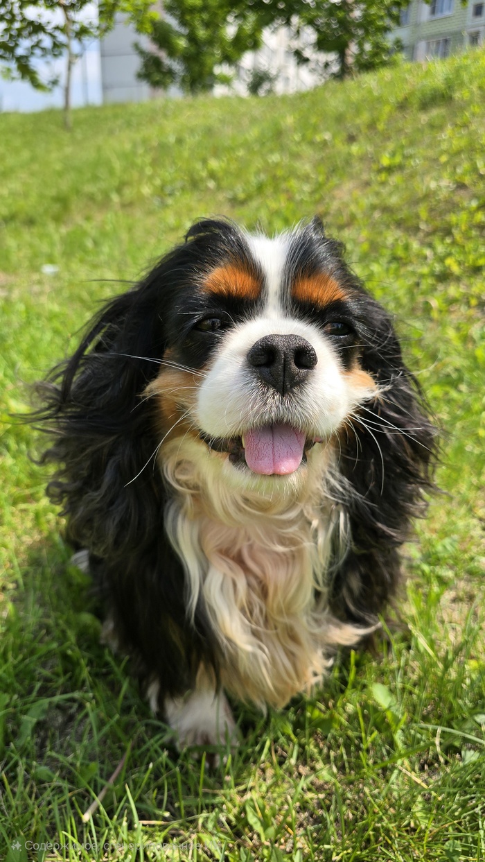 Ответ на пост «Довольная собака»