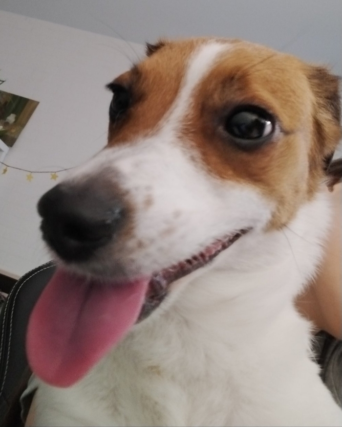 Ответ на пост «Довольная собака»