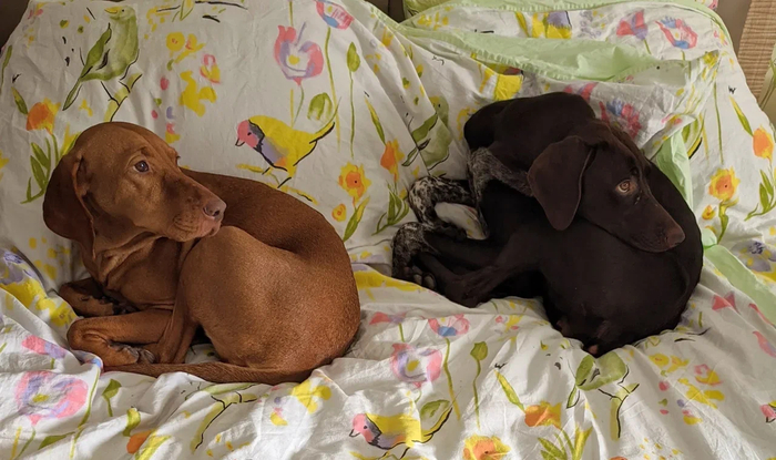 Они знают, что на кровати как бы нельзя. Но если никто не видит - то не считается.