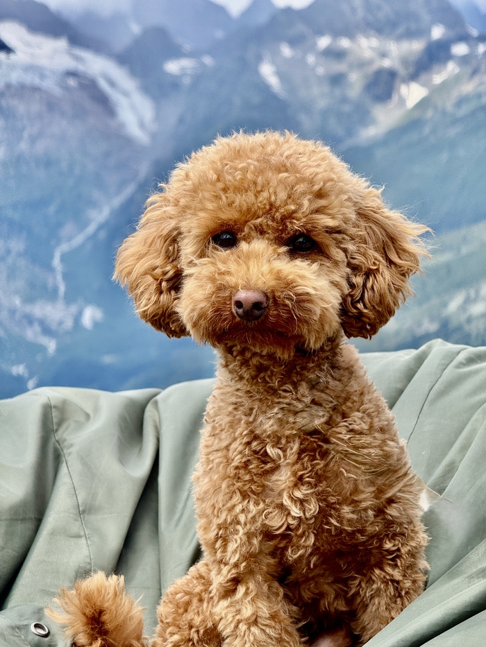 Довольная собака в горах. Вид спереди