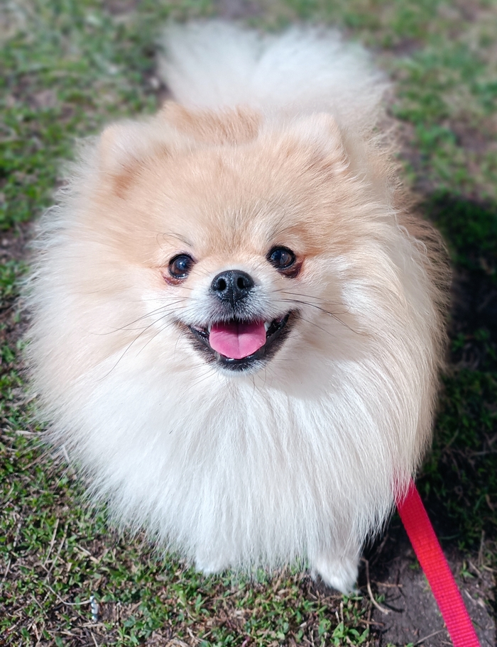 Ответ на пост «Довольная собака»