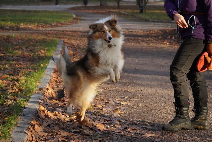 Ответ на пост "Довольная собака"